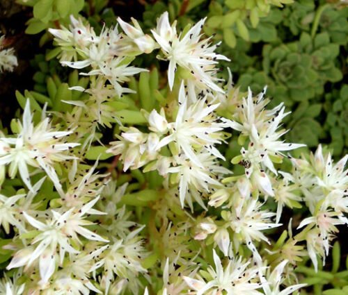 BasqueStore - SEDUM CLIFF STONECROP Sedum Glaucophyllum - 20 ct for germination