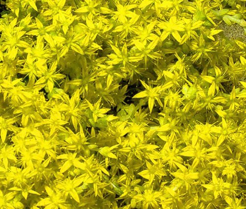 BasqueStore - SEDUM CZAR'S GOLD STONECROP Sedum Hybridum - 20 ct for germination