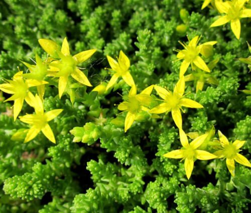 SEDUM GOLD MOSS STONECROP Sedum Acre - 100 ct for germination