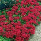 BasqueStore - 100 ct for germination Sedum - Summer Glory G63, Bright Ground Cover Plants