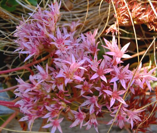 SEDUM PURPLE CARPET STONECROP Sedum Spurium Coccineum - 100 ct for germination