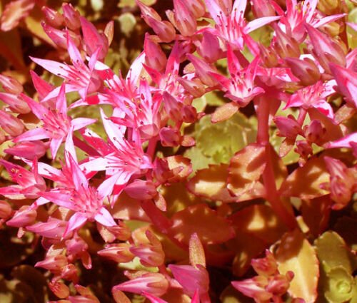 BasqueStore - SEDUM VOODOO Sedum Spurium - 20 ct for germination
