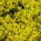 BasqueStore - SEDUM YELLOW STONECROP Sedum Ellacombianum - 20 ct for germination