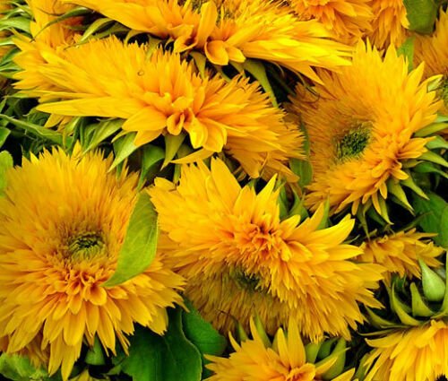 BasqueStore - SUNFLOWER SANTA FE Helianthus Annuus - 20 ct for germination