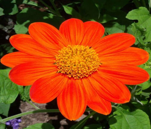 BasqueStore - SUNFLOWER MEXICAN TORCH Tithonia Rotundifolia - 20 ct for germination