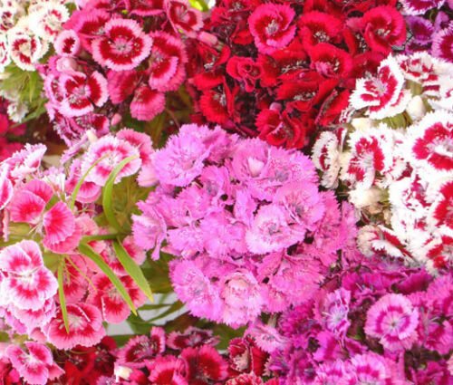 BasqueStore - SWEET WILLIAM Dianthus Barbatus - 500 ct for germination