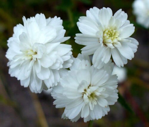 BasqueStore - YARROW PEARL Achillea Ptarmica - 20 ct for germination