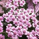 BasqueStore - YARROW ROSE SERISE QUEEN Achillea Millefolium - 100 ct for germination