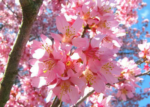 Okame Flowering Cherry tree 2 plants