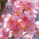 Okame Flowering Cherry tree 2 plants