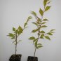 Okame Flowering Cherry tree 2 plants