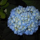 Nikko Blue Hydrangea 2 plants