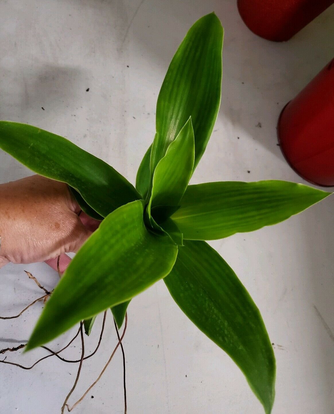 Callisia fragrans live plants "CUTTING" 7 inches tall
