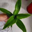 Callisia fragrans live plants "CUTTING" 7 inches tall