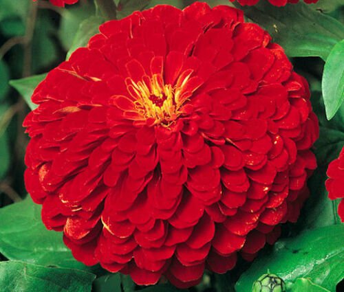 ZINNIA LUMINOSA PINK Zinnia Elegans - 100 Seeds for germination
