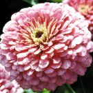 ZINNIA PUMILA MIXED COLORS Zinnia Elegans - 250 Seeds for germination