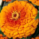 ZINNIA PURPLE PRINCE Zinnia Elegans - 100 Seeds for germination