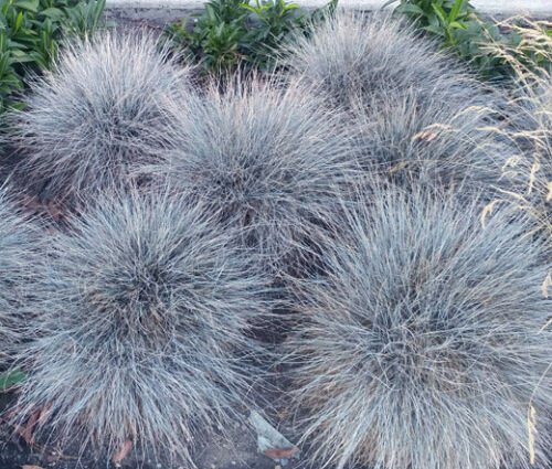 AGASTACHE GIANT HYSSOP LAVENDER BLUE Agastache Mexicana - 20 Seeds for germination
