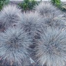 AGASTACHE GIANT HYSSOP LAVENDER BLUE Agastache Mexicana - 20 Seeds for germination