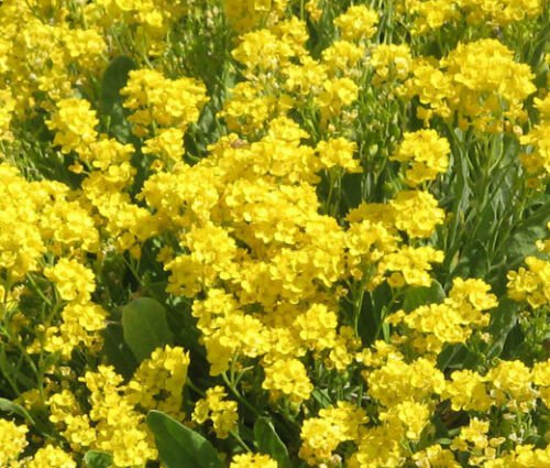 BasqueStore - ALYSSUM ORIENTAL NIGHTS Lobularia Maritima - 100 ct for germination
