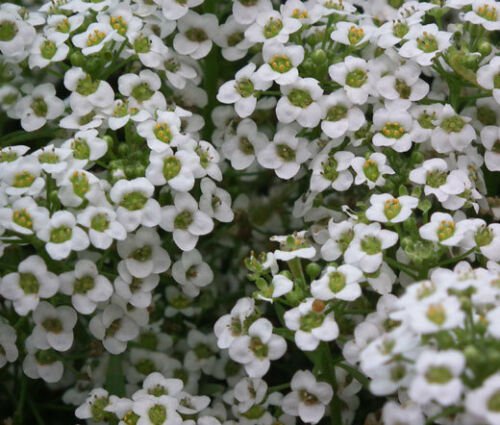 ALYSSUM PALETTA MIX Lobularia Maritima - 100 Seeds for germination