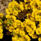 ALYSSUM PURPLE ROYAL CARPET Lobularia Maritima - 250 ct for germination