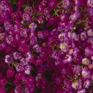 ALYSSUM ROSIE O'DAY Lobularia Maritima - 100Seeds for germination