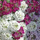 ALYSSUM VIOLET QUEEN Lobularia Maritima - 100 Seeds for germination