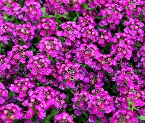 AMARANTHUS EARLY SPLENDOR Amaranthus Tricolor - 100 ct for germination