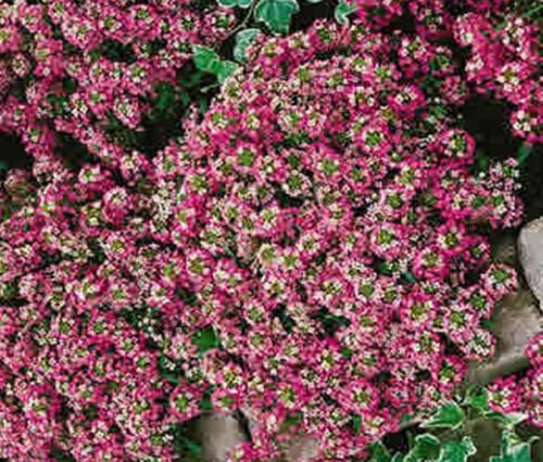 AMARANTHUS GREEN THUMB Amaranthus Hypochondriacus - 100 ct for germination