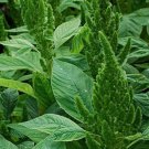 AMARANTHUS LOVE LIES BLEEDING GREEN Amaranthus Caudatus - 100 ct for germination