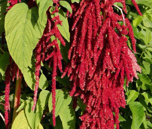 AMARANTHUS RED SPIKE Amaranthus Cruentus - 100 ct for germination