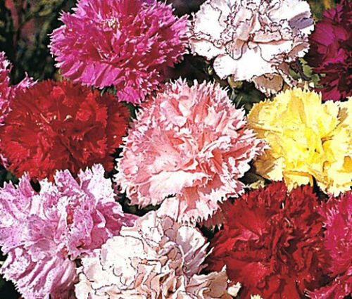 CARNATION GRENADIN SCARLET Dianthus Caryophyllus - 20 ct for germination