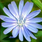 BasqueStore - COLUMBINE BLUE DREAM Aquilegia Caerulea - 50 ct for germination