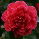 Kramers Supreme Red Camellia Japonica - Live Plant - Quart Pot
