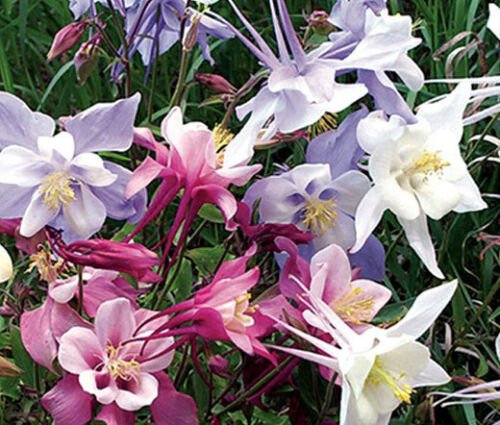 BasqueStore - COLUMBINE MIXED COLORS DWARF Aquilegia Vulgaris - 200 ct for germination