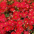 COREOPSIS RED DWARF Coreopsis Tinctoria - 1,000 ct for germination