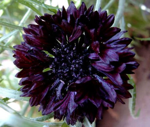 CORNFLOWER BACHELOR'S BUTTON BLACK BALL Centaurea Cyanus - 50 ct for germination