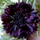 CORNFLOWER BACHELOR'S BUTTON BLACK BALL Centaurea Cyanus - 50 ct for germination