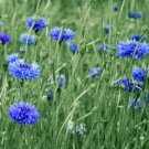 CORNFLOWER BACHELOR’S BUTTON BLUE Centaurea Cyanus - 500 ct for germination