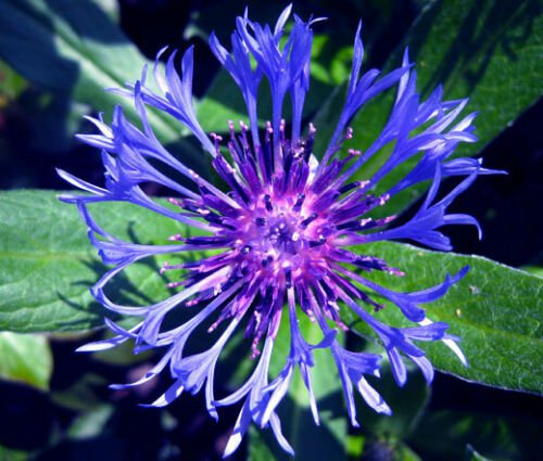 CORNFLOWER MOUNTAIN BLUET PERENNIAL Centaurea Montana - 20 ct for germination