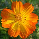 COSMOS SULPHUR ORANGE Cosmos Sulphureus - 250 ct for germination