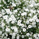 CREEPING BABY'S BREATH Gypsophila Repens - 500 ct for germination