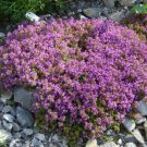 CREEPING THYME GROUND COVER Thymus Serpyllum - 1,000 ct for germination