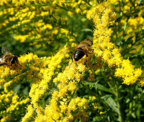 CANADA GOLDENRODE Solidago Canadensis - 1,000 ct for germination