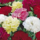 CARNATION CHABAUD MIXED COLORS Dianthus Caryophyllus - 20 ct for germination