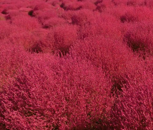 BURNING BUSH Kochia Scoparia - 100 Bulk ct for germination