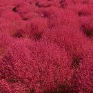 BURNING BUSH Kochia Scoparia - 100 Bulk ct for germination