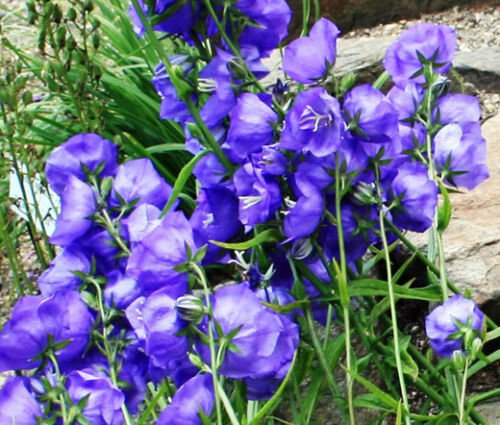 BELLFLOWER WILLOW PEACH LIVED BLUE Campanula Persicifolia - 250 ct for germination