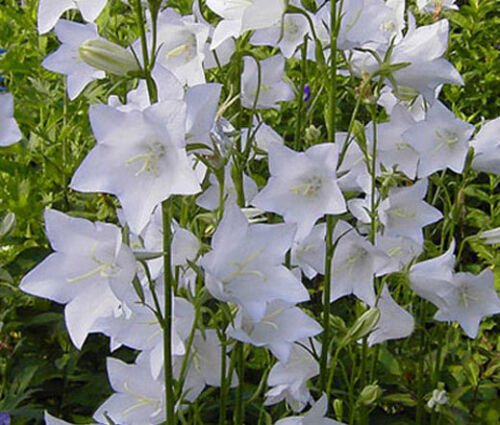 BELLFLOWER WILLOW PEACH LIVED WHITE Campanula Persicifolia - 100 ct for germination